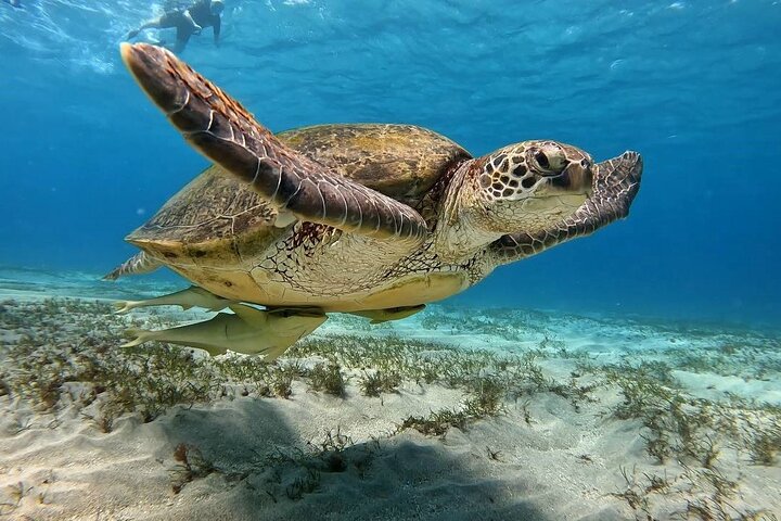 Abu Dabbab Beach Trip